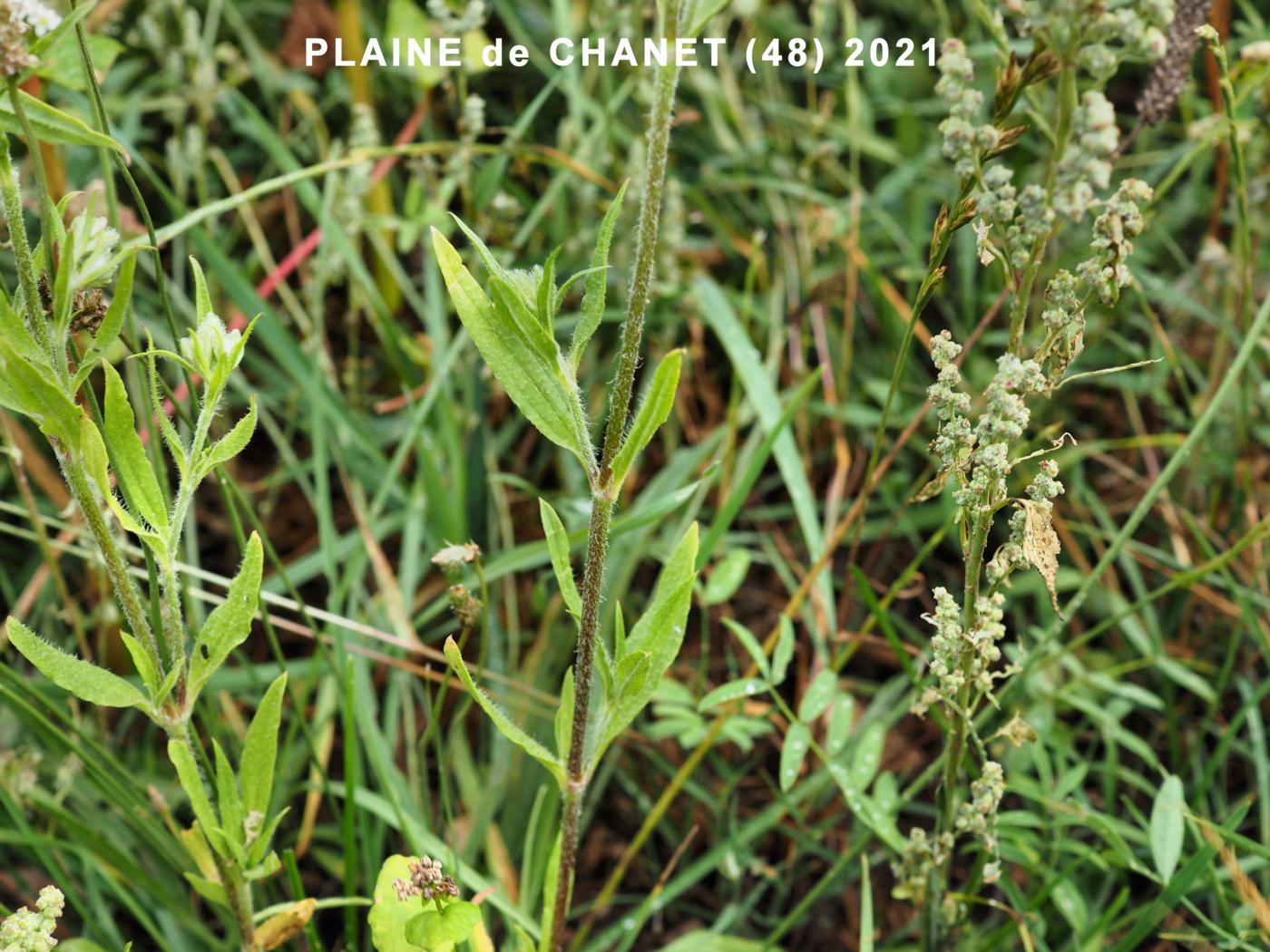 Catchfly, Forked leaf